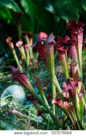 Floral Background With Predatory Plant Sarracenia. Vertical Photo.