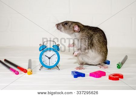 Gray Rat Or Mouse Sitting With A Blue Alarm Clock, Letters Abc, Colored Pens On A White Background W