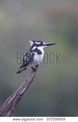 Amazon Kingfisher (chloroceryle Amazona) - Female, Cano Negro, Costa Rica
