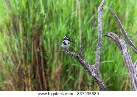 Amazon Kingfisher (chloroceryle Amazona) - Female, Cano Negro, Costa Rica