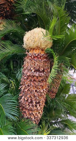 Female Cone, Trunk And Glossy Bright Green Foliage Of Cycas Revoluta Cycadaceae Sago Palm
