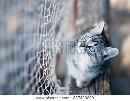 Grey Striped Kitten Looks At The Net