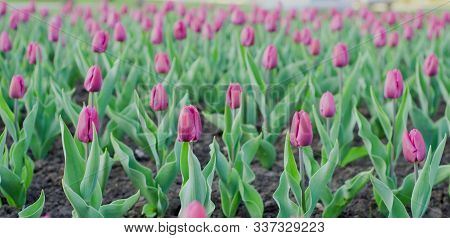 A Large Glade Of Pink Tulips In The Garden In May