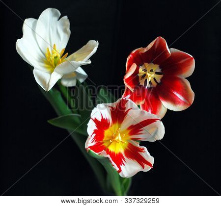 lush tulips on black background close up