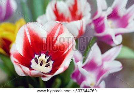 Spring Multi-colored Tulips In A Vase Close-up