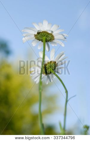 Two Daisies In A Tiny Summer Day Close Up