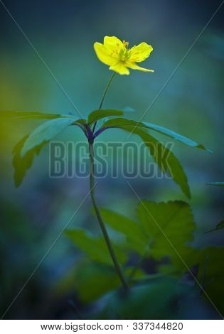 Yellow Flower With A Long Stem On A Green Background