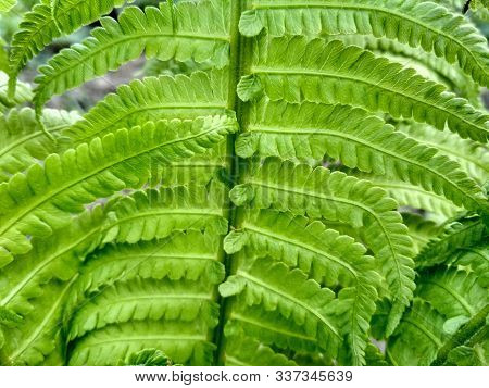 Macro Photo Of Fern. Beautiful Fern Leaves. Green Foliage Natural Fern Background.