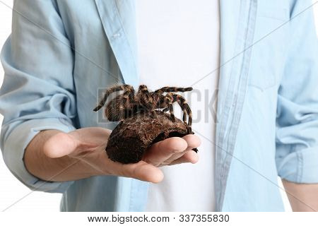 Man Holding Hairy Striped Knee Tarantula, Closeup