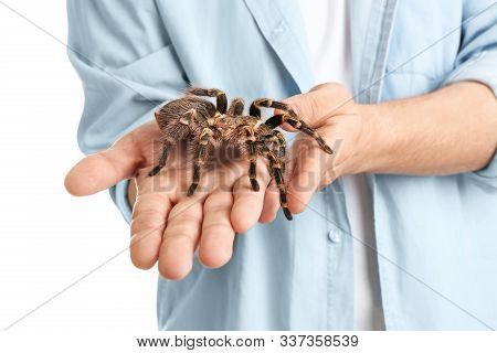 Man Holding Striped Knee Tarantula On White Background, Closeup