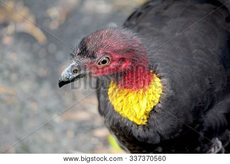 Portrait of an Australian Wild Brush Turkey