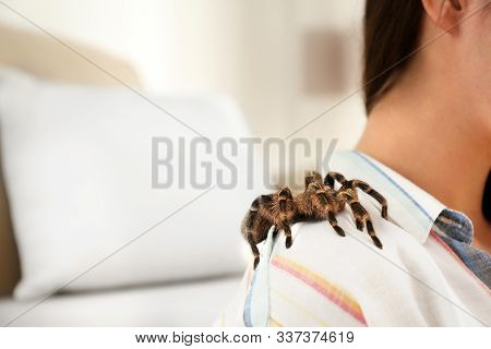 Young Woman With Striped Knee Tarantula On Shoulder At Home, Closeup. Space For Text