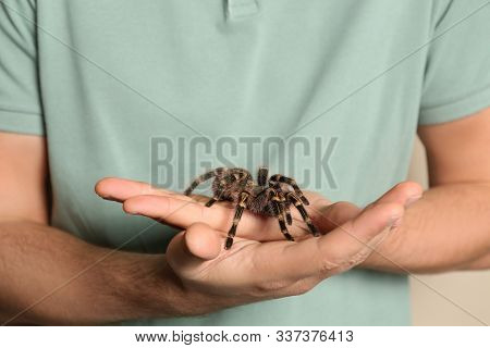 Man Holding Striped Knee Tarantula On Beige Background, Closeup