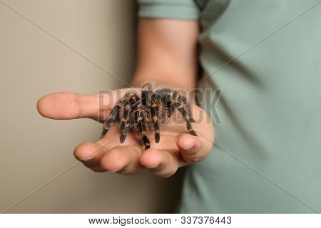 Man Holding Striped Knee Tarantula On Beige Background, Closeup