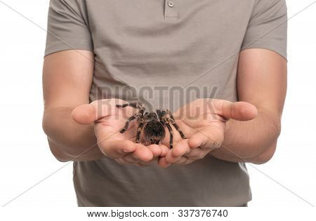 Man Holding Striped Knee Tarantula On White Background, Closeup