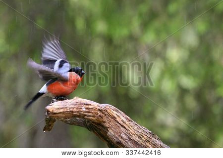 A Bullfinch (pyrrhula Pyrrhula) Also Called Eurasian Bullfinch Flying To The Branch In Green Forest.