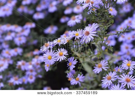 New York Aster Professor Anton Kippenberg - Latin Name - Symphyotrichum Novi-belgii (aster Novi-belg