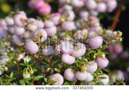 Prickly Heath Pale Pink Berries - Latin Name - Gaultheria Mucronata (pernettya Mucronata)