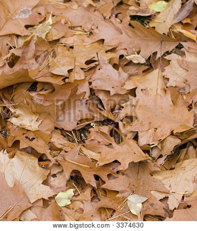 Fallen Leafs