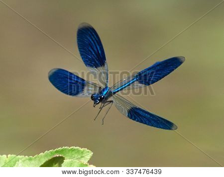 dragonfly outdoor in summer (coleopteres splendens)
