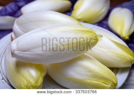 Fresh White Belgian Endive Or Chicory Heads