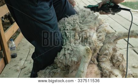 Men Shearer Shearing Sheep At Agricultural Show In Competition. Electric Professional Sheep Manual H