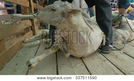 Men Shearer Shearing Sheep At Agricultural Show In Competition. Electric Professional Sheep Manual H