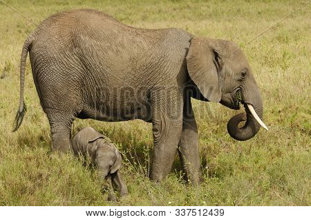 Closeup of African Elephant ( Loxodonta africana, or 