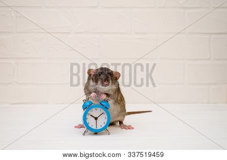 Gray Rat Or Mouse Sitting With A Blue Retro Alarm Clock On A White Background With A Brick Wall. The