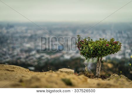 Flowers In Front Of Los Angeles Panorama, California, Usa