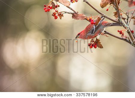 Beautiful Red Bird With Copy Space. Pine Grosbeak, Pinicola Enucleator, Male Bird Red Berries, Chris