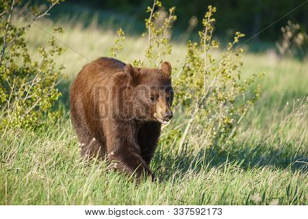 Grizzly Bear In National Park, Montana, United States Of America, North America