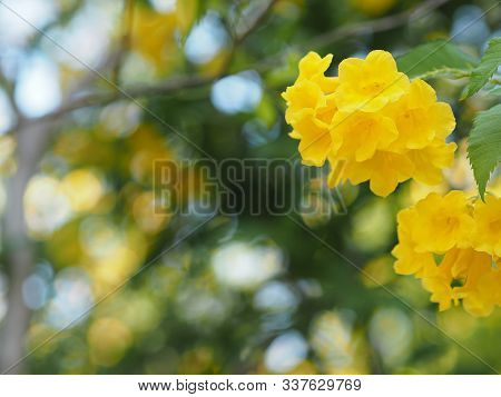 Yellow Elder, Magnoliophyta, Angiospermae Of Name Gold Yellow Color Trumpet Flower, Ellow Elder, Tru