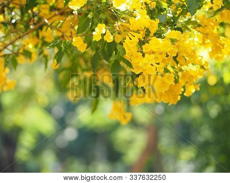 Yellow Elder, Magnoliophyta, Angiospermae Of Name Gold Yellow Color Trumpet Flower, Ellow Elder, Tru