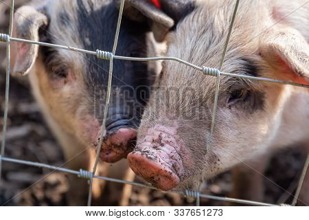 Saddleback Piglets, Sus Scrofa Domesticus, Behind The Fencing Of A Pigsty