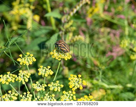 Black And Red Graphosoma Lineatum Bug Sitting On A Fennel