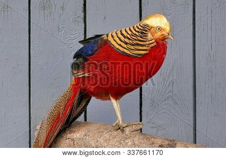 Golden Pheasant Male In Zoo Close Up