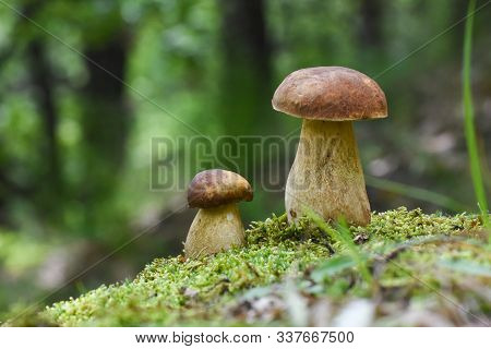 Mushroom Boletus In A Moss In Forest. Gourmet Food. Mushroom Boletus Edulis. Popular White Boletus M