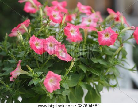 Pink Passion Wave Petunia Hybrida, Solanaceae, Name Flower Bouquet Beautiful On Blurred Of Nature Ba
