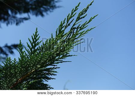 Leaves Of Lawson Cypress Against Blue Sky In June