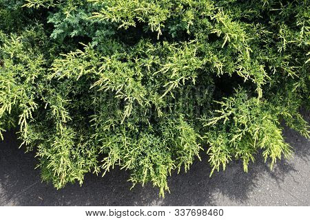 Lime Green Foliage Of Juniperus Squamata In May