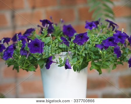 Purple Wave Blue Color Petunia Hybrida, Solanaceae, Name Flower Bouquet Beautiful On Blurred Of Natu