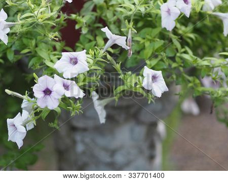 White Wave Silver Color Petunia Hybrida, Solanaceae, Name Flower Bouquet Beautiful On Blurred Of Nat