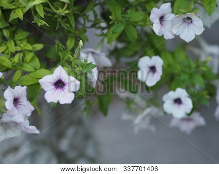 White Wave Silver Color Petunia Hybrida, Solanaceae, Name Flower Bouquet Beautiful On Blurred Of Nat