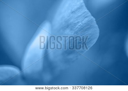 Rose Blossom Flower Colored In Trendy Color Of Year 2020 Classic Blue. Bright Macro Using Color 19-4