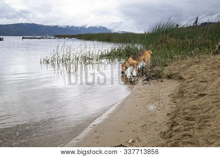 Dog At The La Cocha Lagoon In Colombia