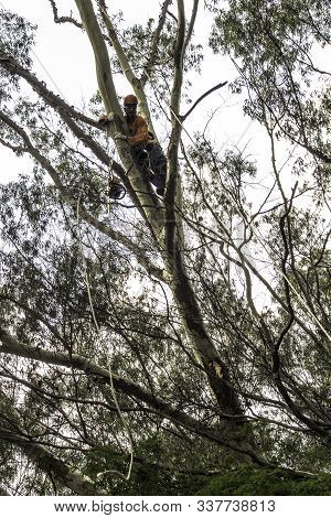 Sao Paulo, Sp, Brazil, Octover 11, 2017. Municipality Workers Take The Pruning Of Tree Removal In Ma