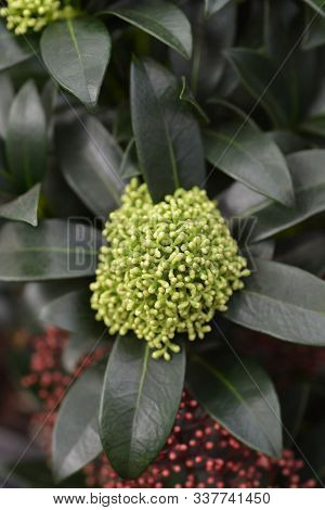 Skimmia Fragrant Cloud Flower Buds - Latin Name - Skimmia Japonica Fragrant Cloud
