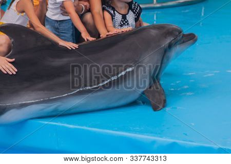 Trained Dolphin In The Aquarium, Dolphinariums. Show With Dolphins. The Trainer Works With A Trained
