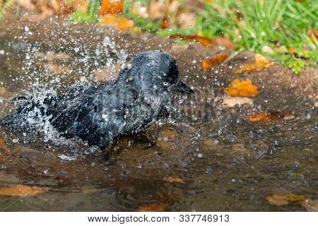 Portrait Of A Jackdaw (coloeus Monedula) Washing In A Pool Of Water.